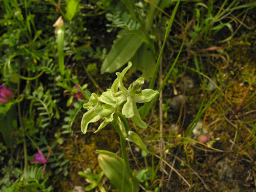Aberrazione Ophrys exaltata